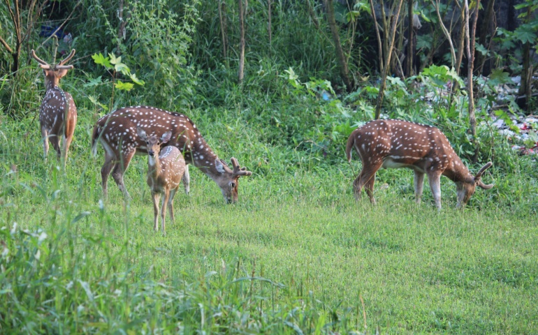 Deer roaming freely at Sanjay Gandhi National Park