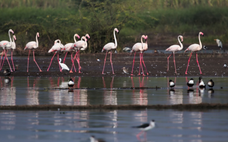 Flamingos at Kutch Wildlife Sanctuary