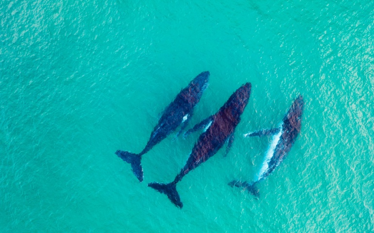 Whales swimming near the coast of Queensland