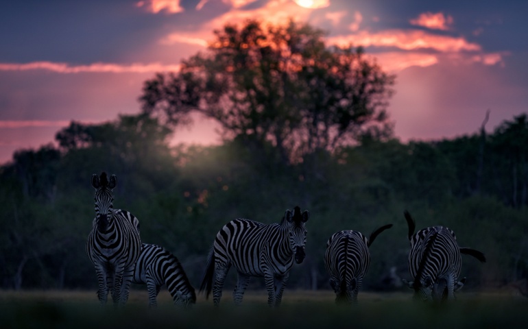 Zebras in Kruger National Park