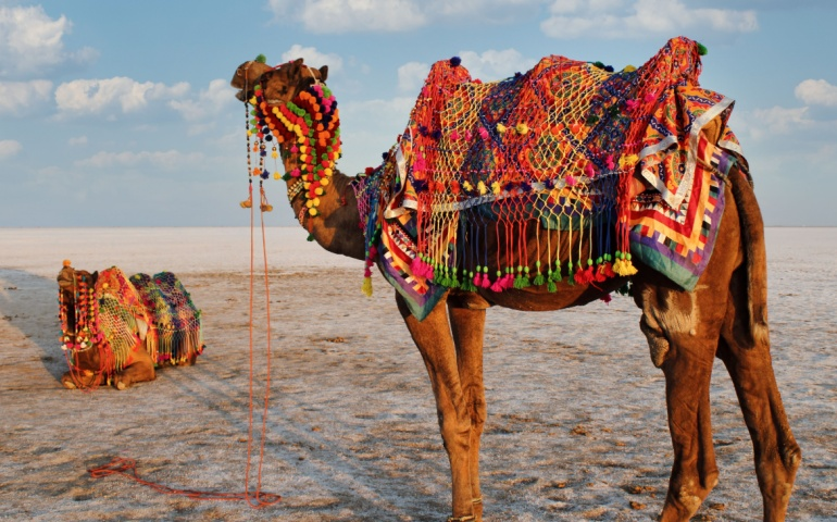 Camels decorated for the Rann Utsav
