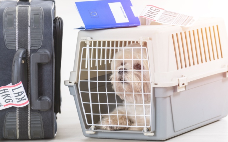 little dog in the airline cargo pet carrier