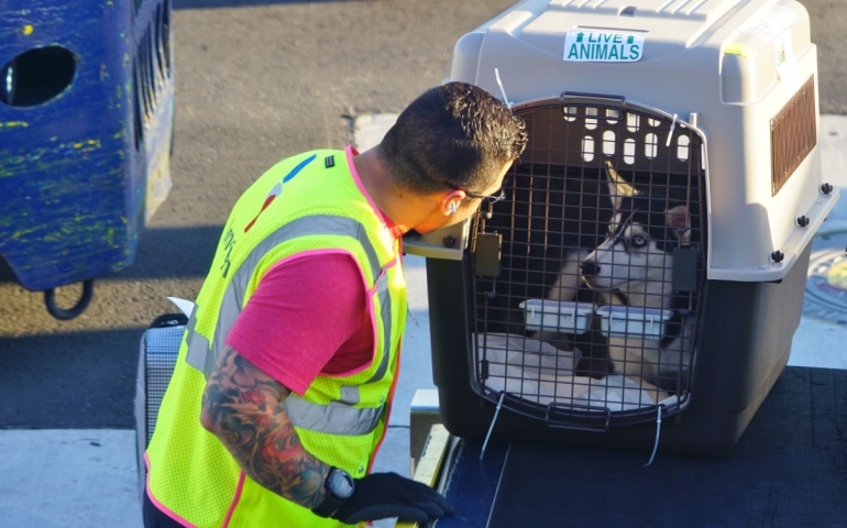 A baggage handler from American Airlines