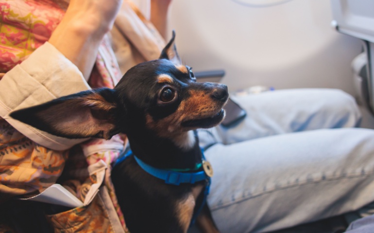 Dog in the aircraft cabin near the window