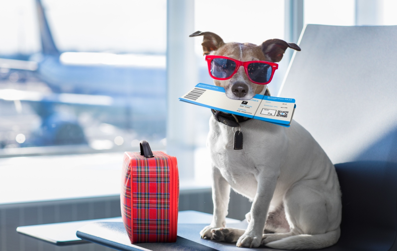 Pets Onboard: Rules and Charges for Flying with Your Furry Friend