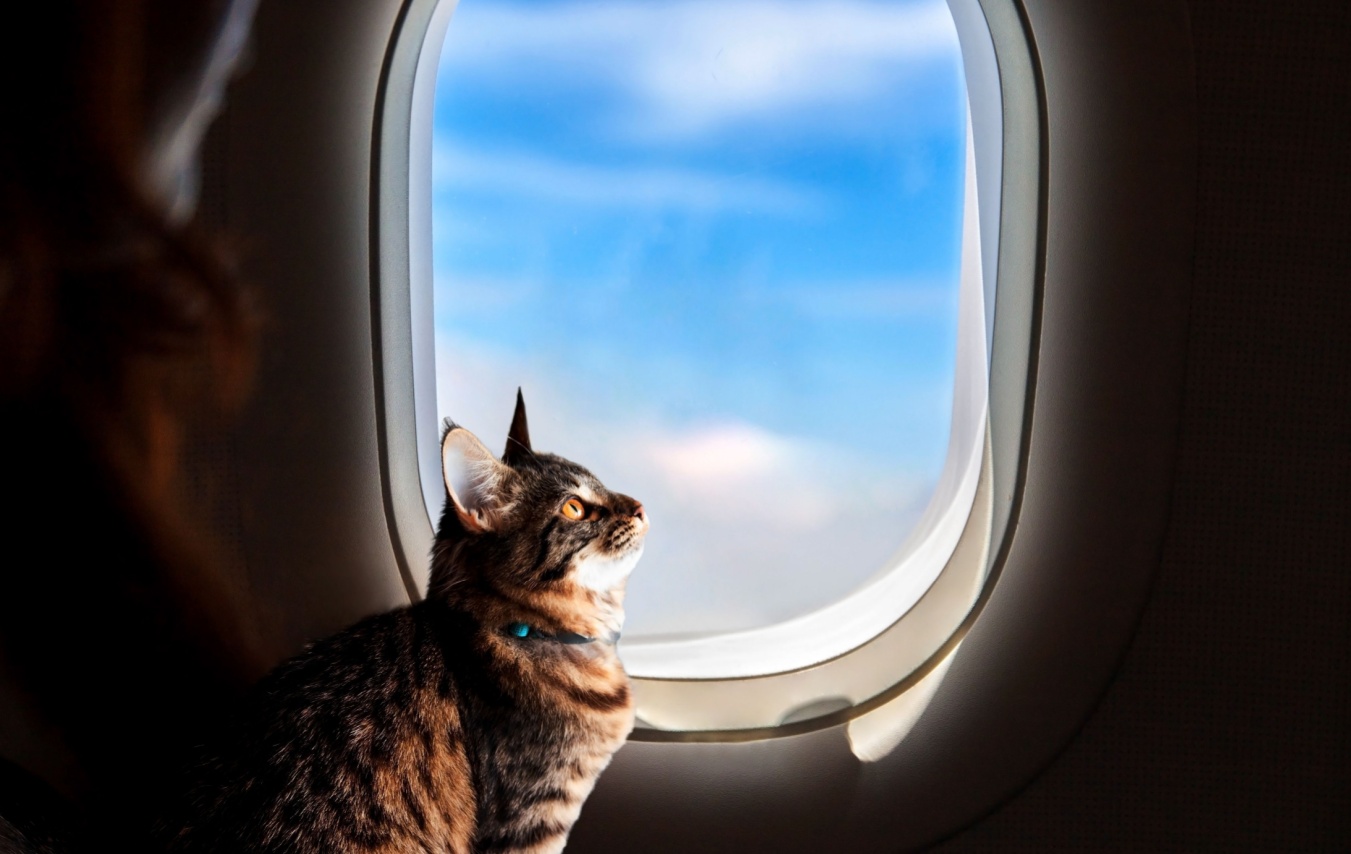 Fly With Your Four-Legged Friend: Top Pet-Friendly Airlines Around The World