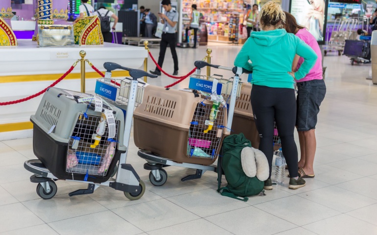 Tourists traveling with their pets
