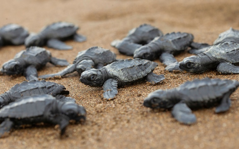 The Olive Ridley Turtle hatchlings