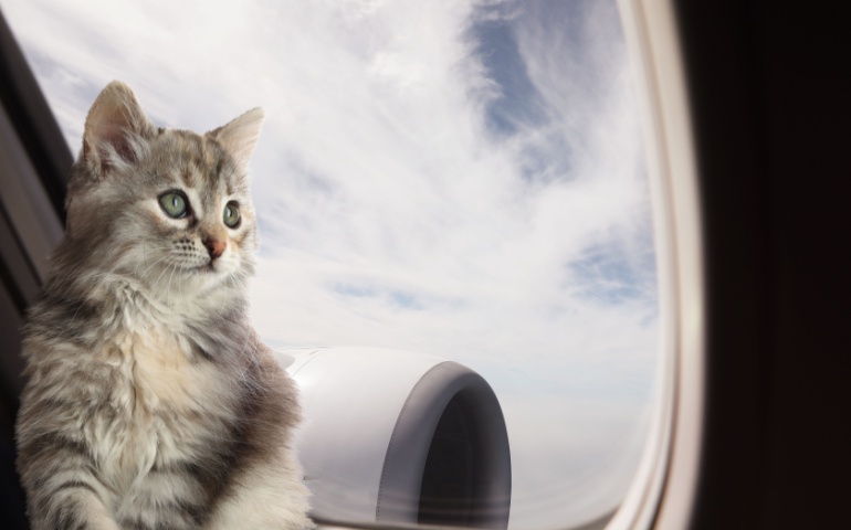 cat looking through airplane window during flight.